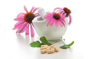 gesund-echinacea